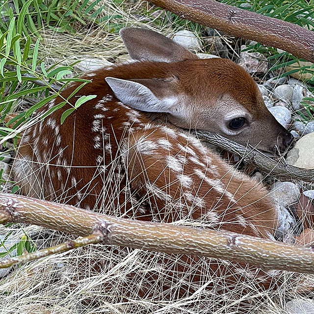Photo: Whitetail fawn curled up under a mesquite tree